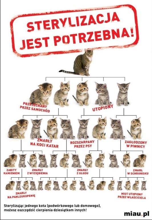 Plakat sterylizacja kastracja kot&oacute;w